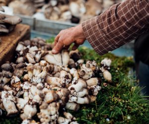 赴澳大利亞（悉尼）- 農場蘑菇工